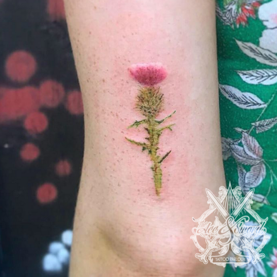 Hannah Kang on Instagram Mimosa pudica for Aubreys first tattoo  Thanks for bringing the plant for me   Tattoos First tattoo Cool  tattoos
